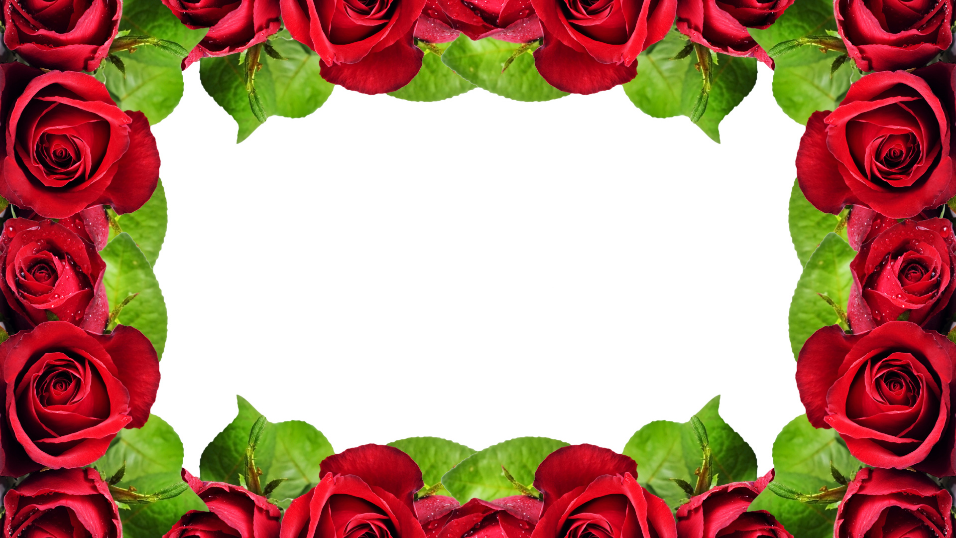 Рамка из красных роз на белом фоне