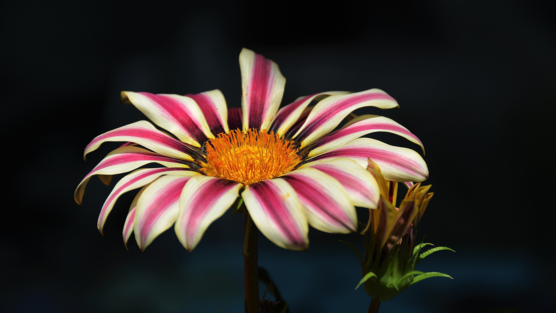 Газания крупным планом на черном фоне