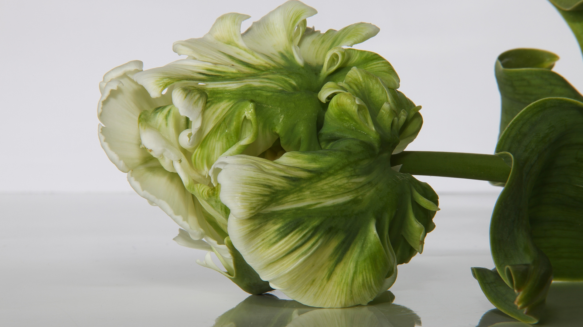 Зеленый с белым тюльпан крупным планом