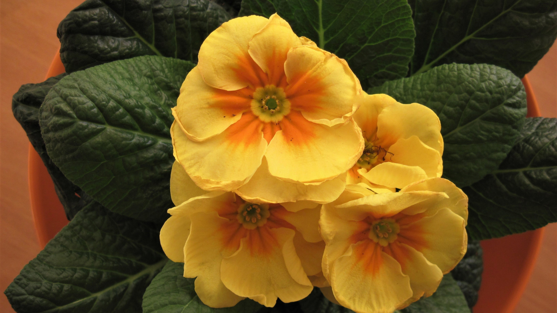 Комнатный цветок примула с желтыми цветами 