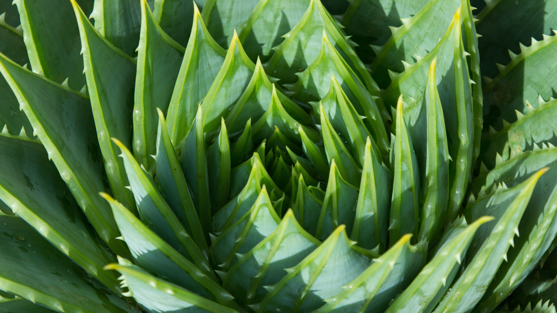 Сочные зеленые листья цветка алоэ 