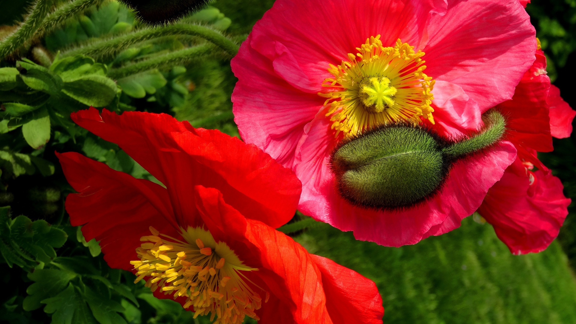 Большие красивые декоративные маки с бутонами