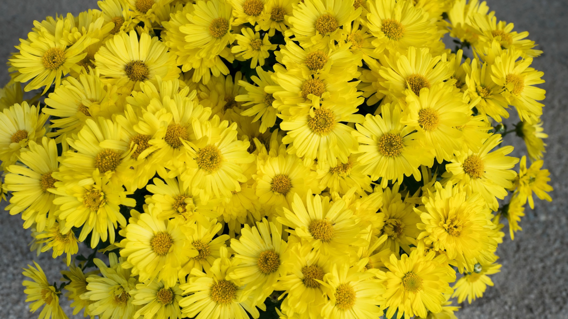 Большой букет желтых цветов хризантемы