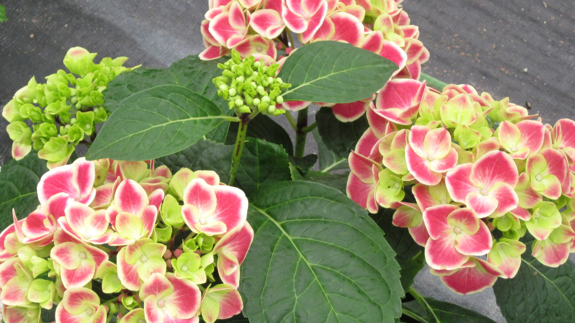 Большие розовые цветы гортензия