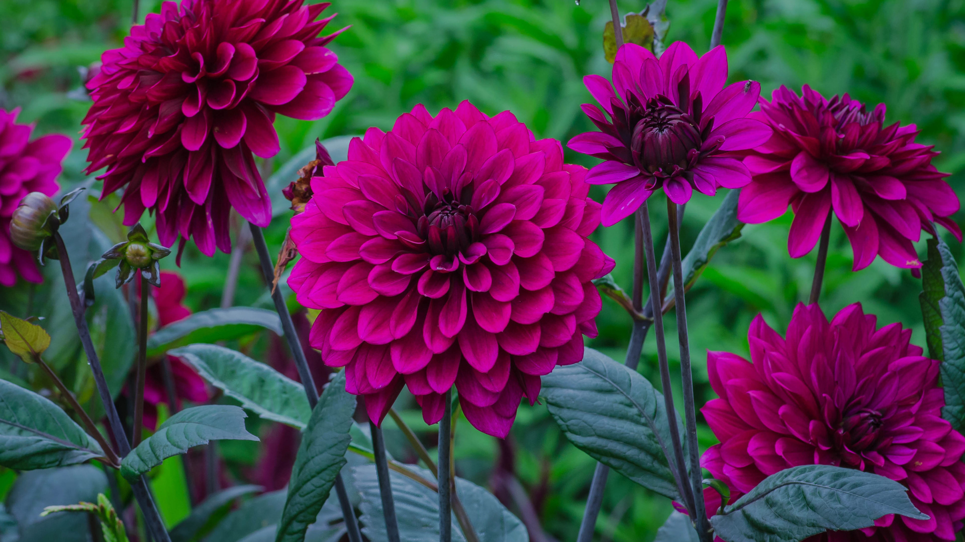 Сиреневые георгины с бутонами на клумбе 