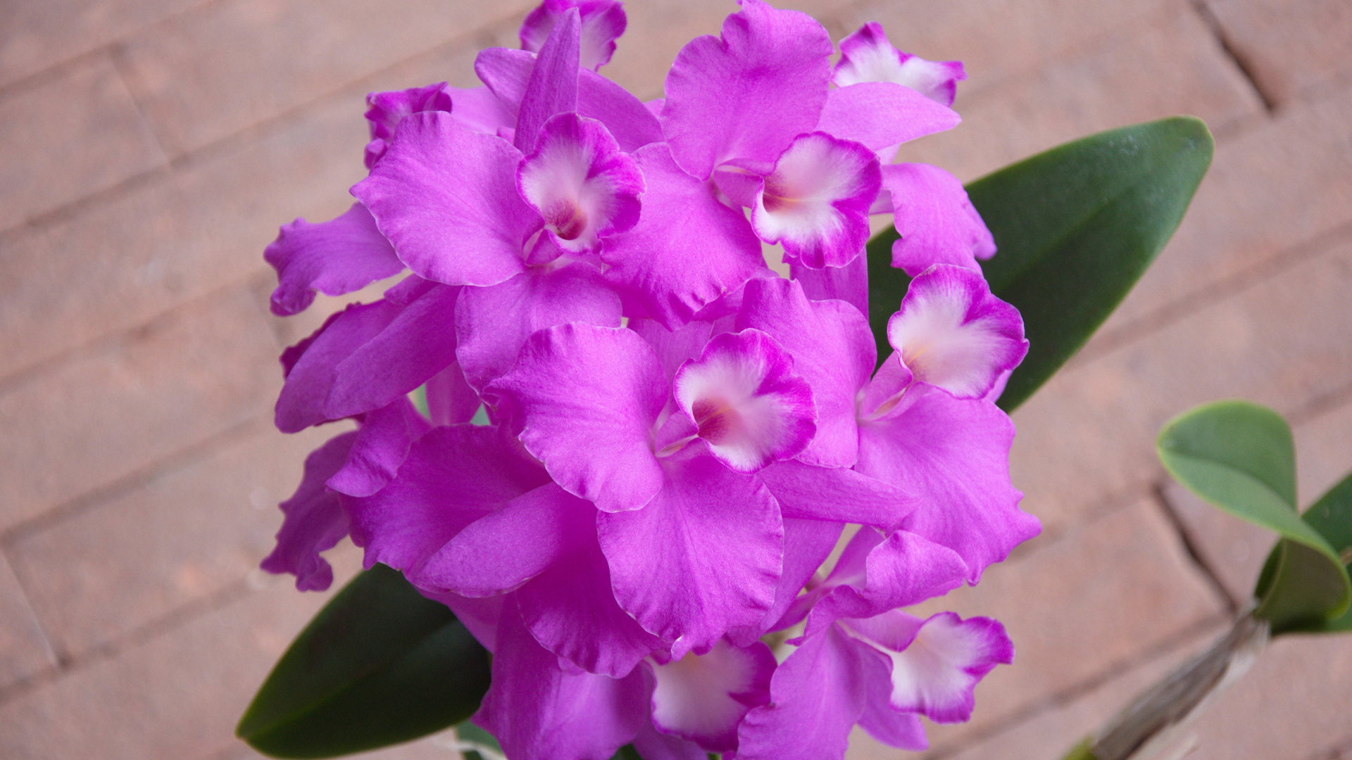 Сиреневые цветы орхидеи крупным планом