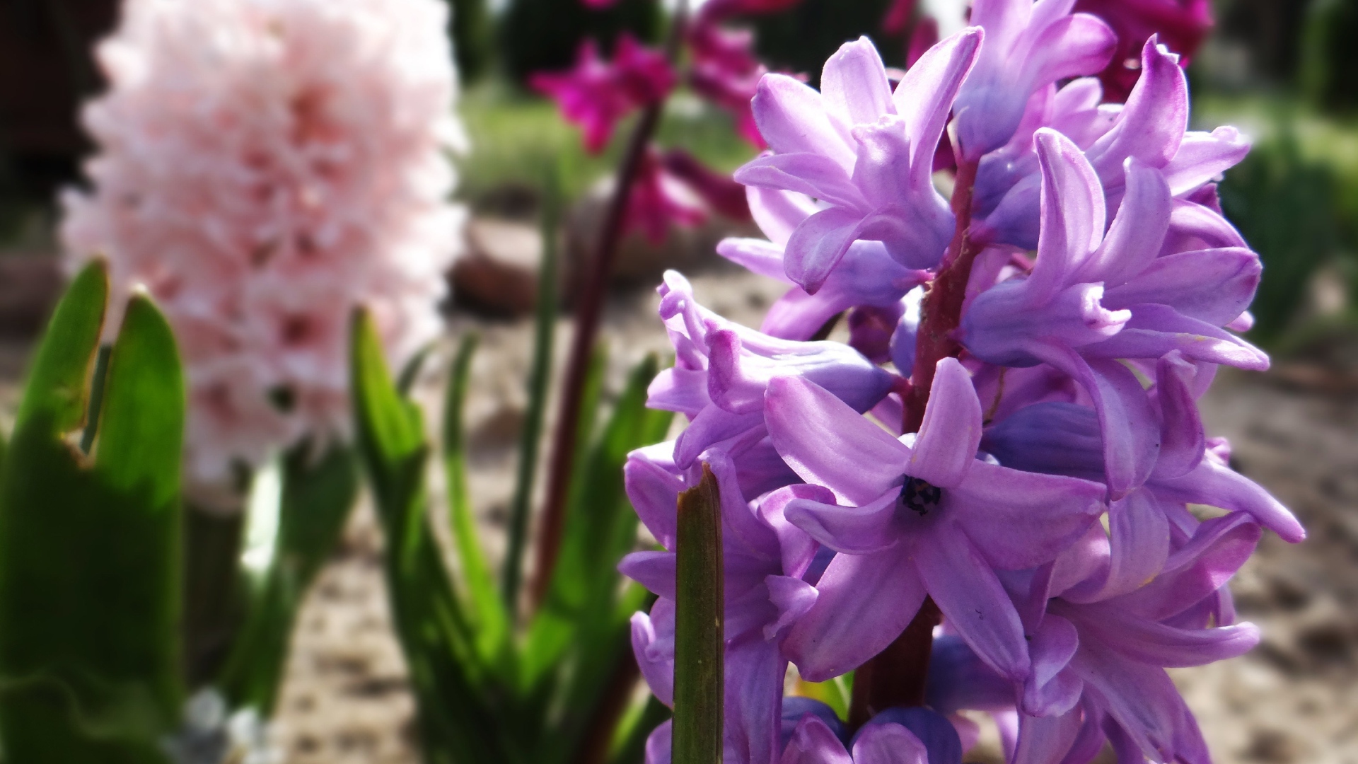 Сиреневый весенний гиацинт крупным планом