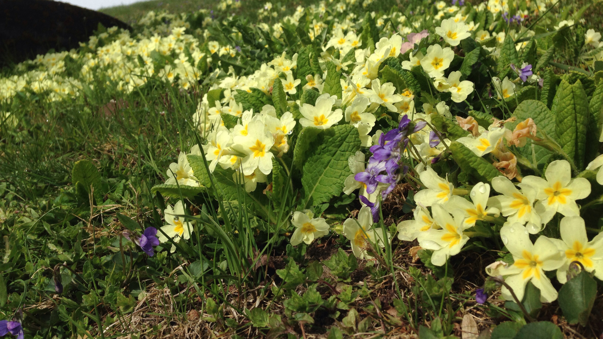 Маленькие первоцветы желтые цветы примулы