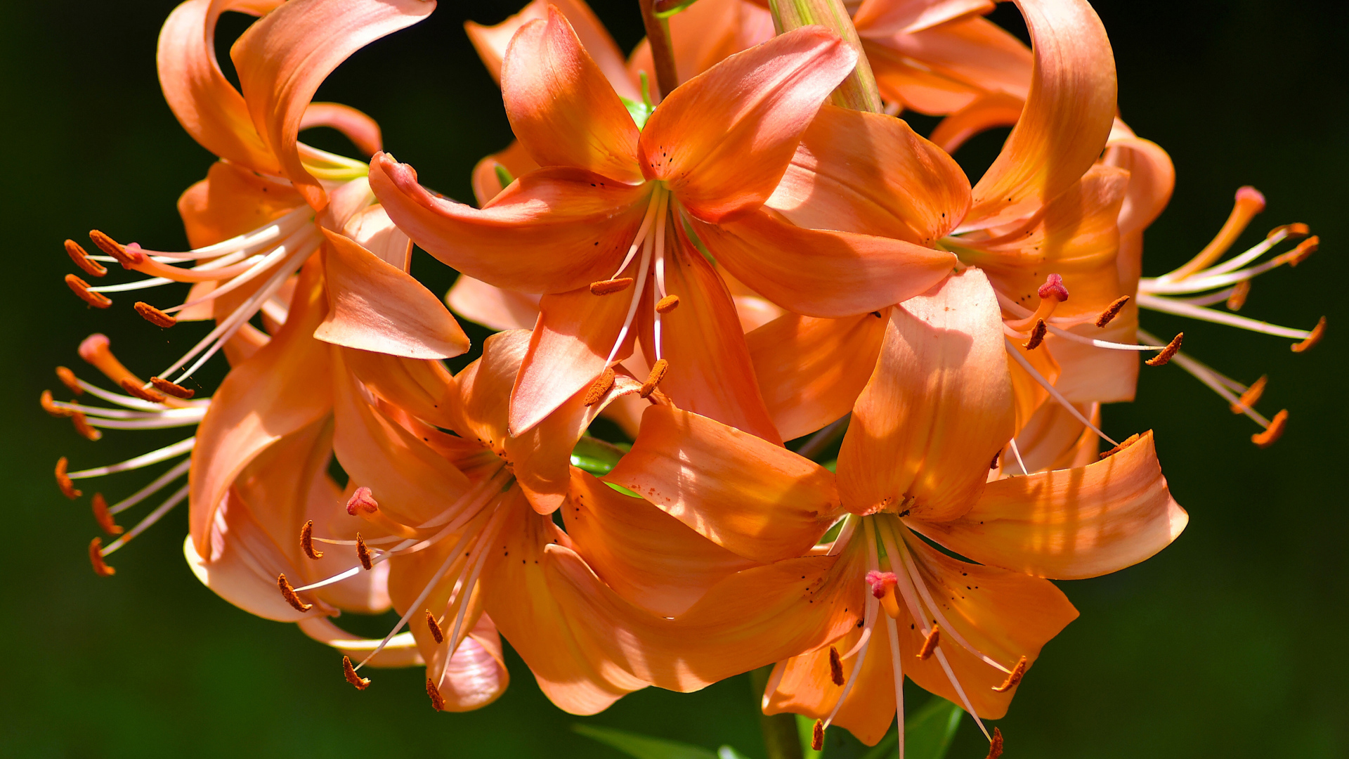 Много красивых оранжевых лилий в лучах солнца