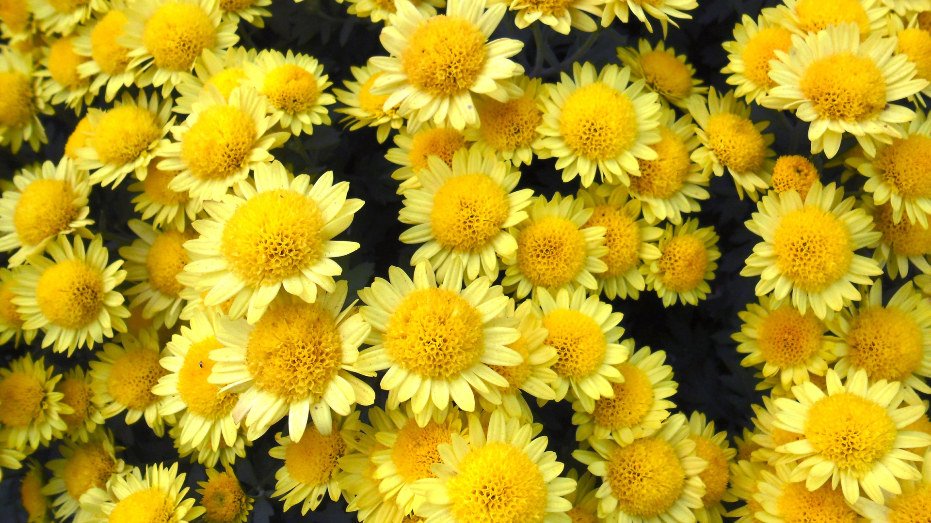 Много красивых желтых хризантем крупным планом