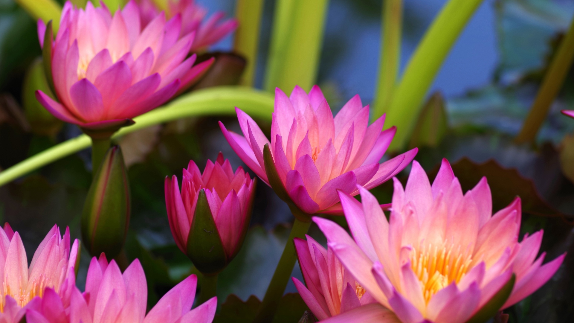 Много розовых цветов лотоса крупным планом