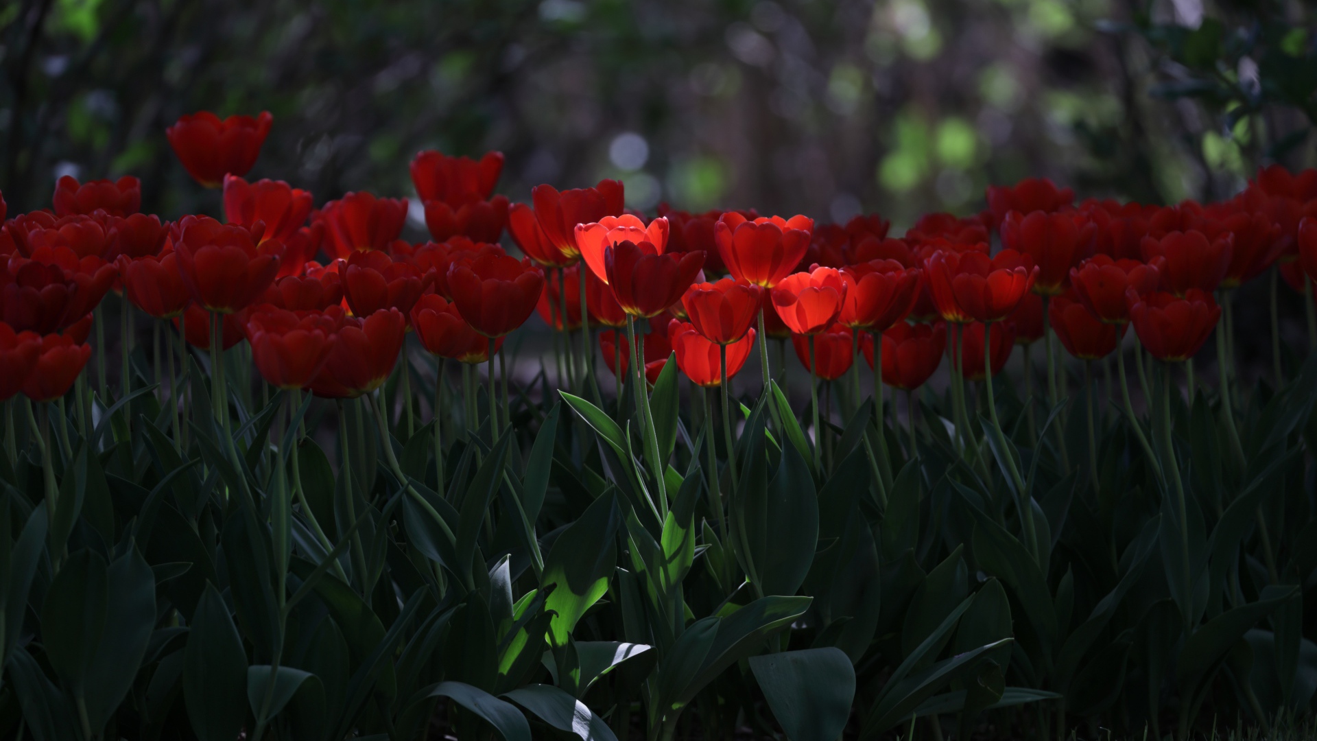 Много красных тюльпанов в  тени 