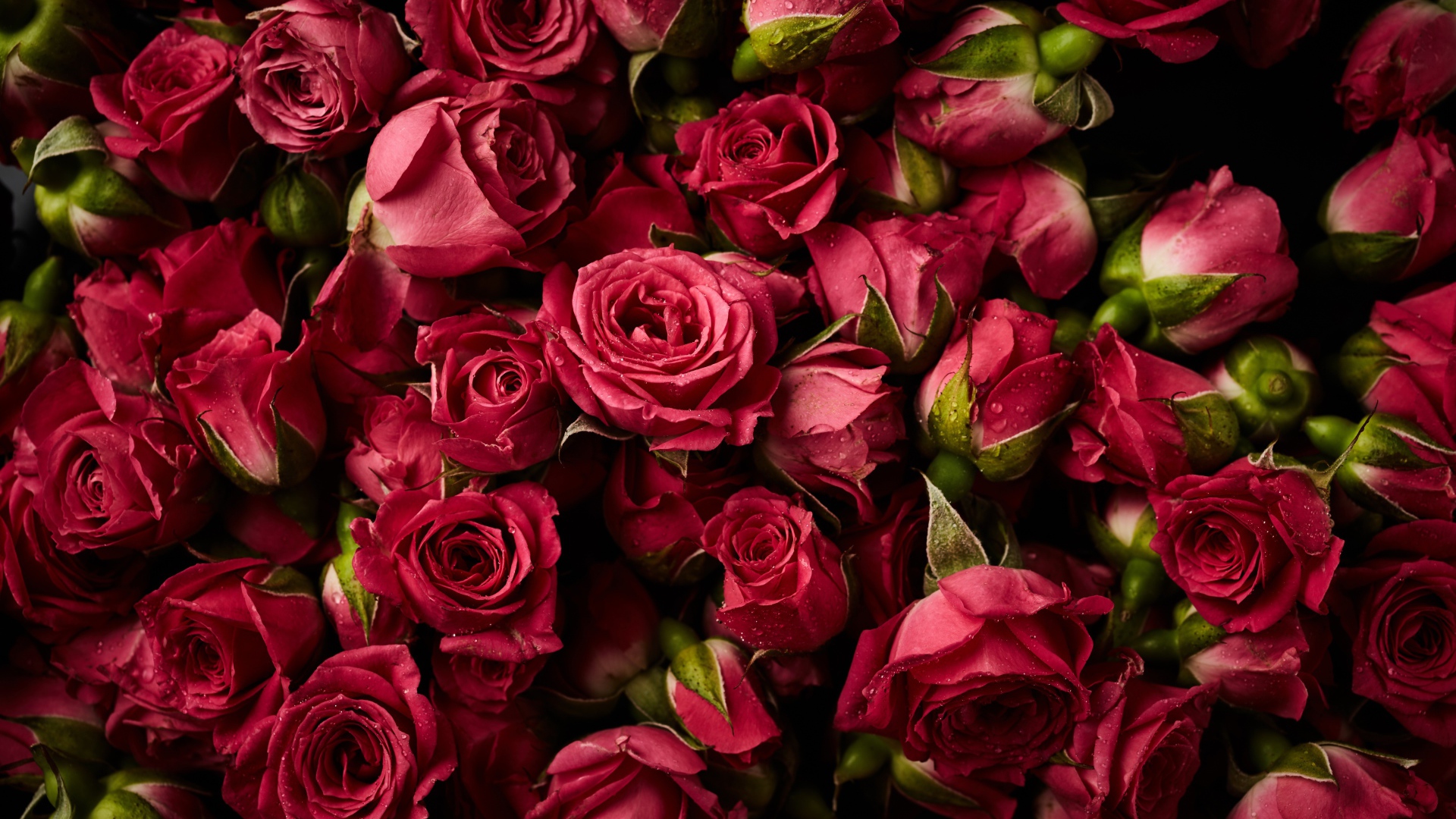 Много сорванных красных роз в каплях росы