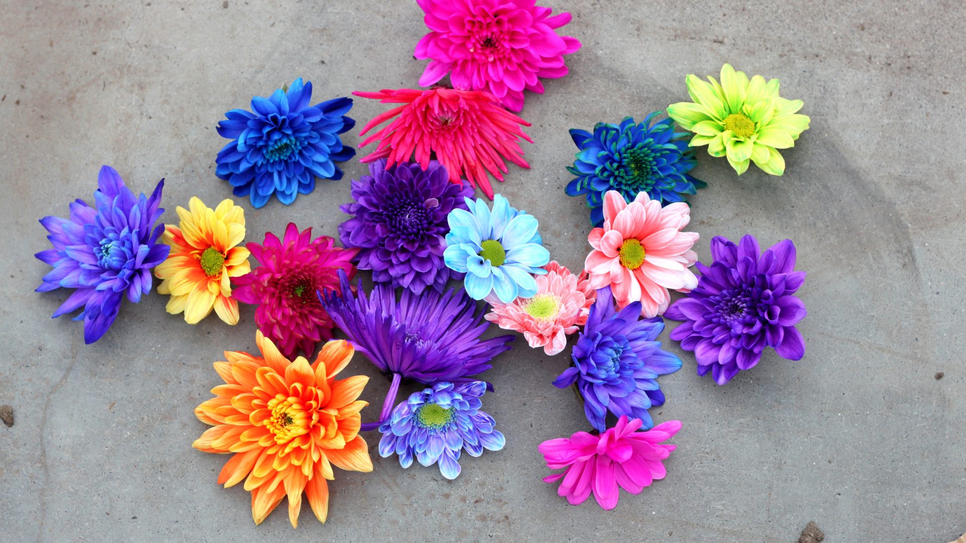 Разноцветный срезанные цветы хризантемы