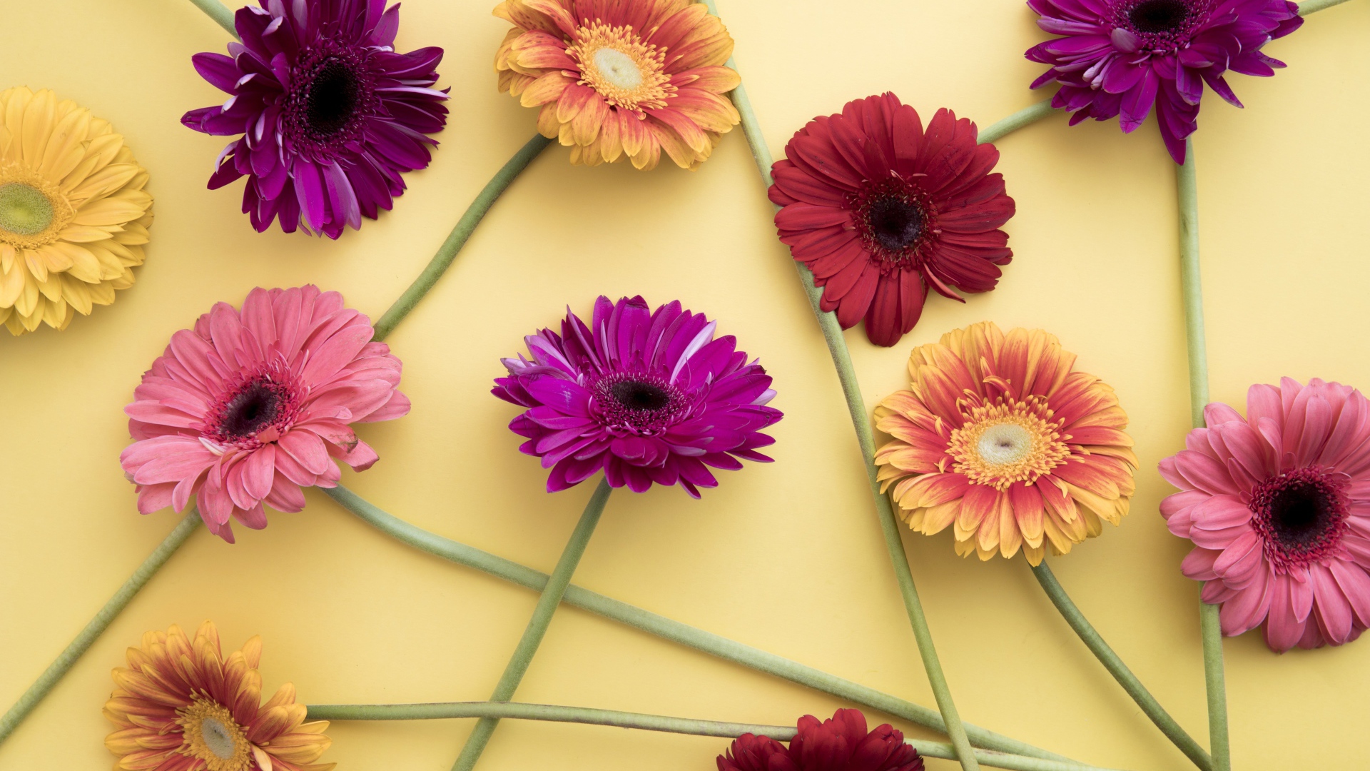 Разноцветные герберы на желтом фоне