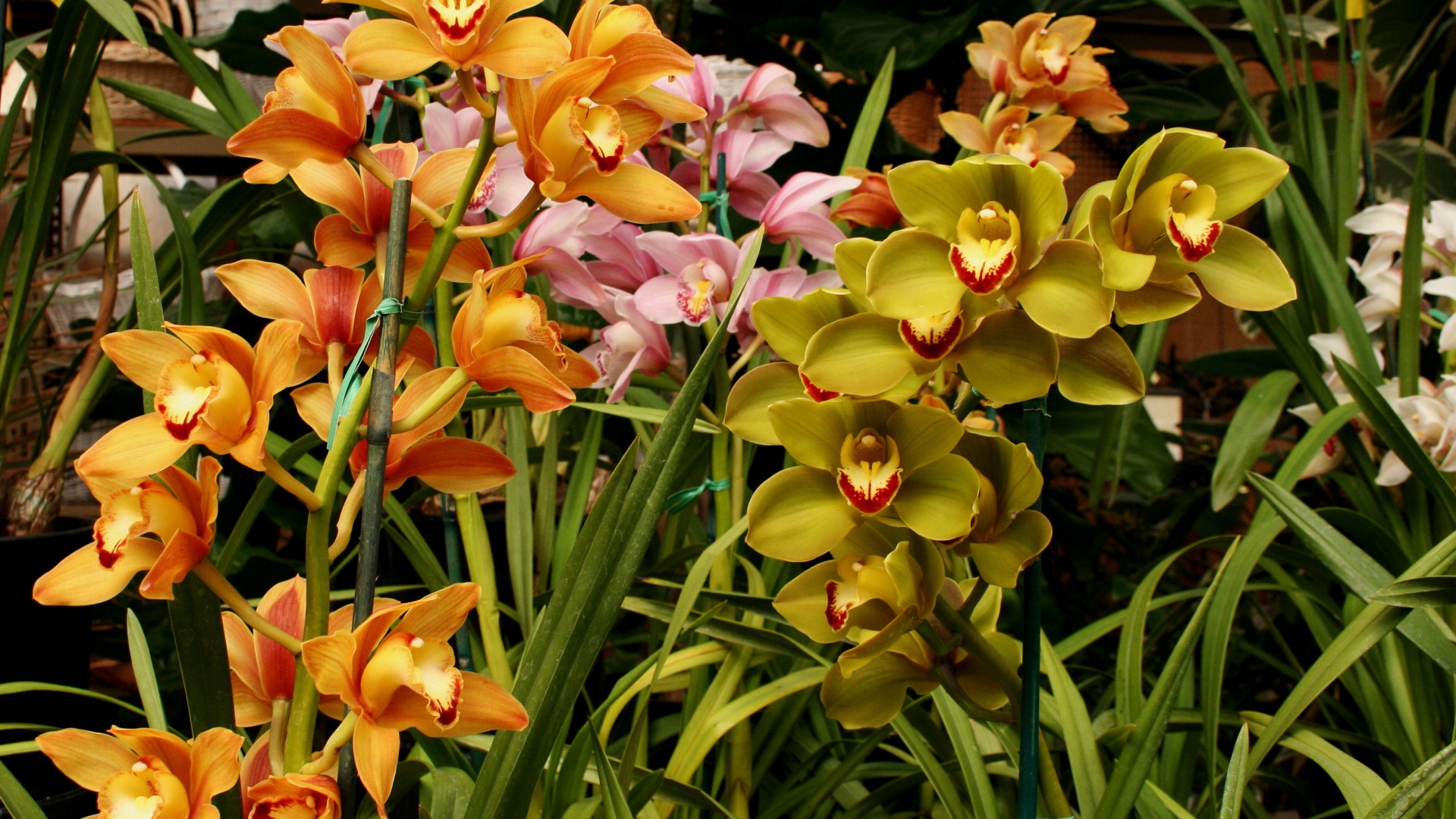 Разноцветные орхидеи в оранжерее