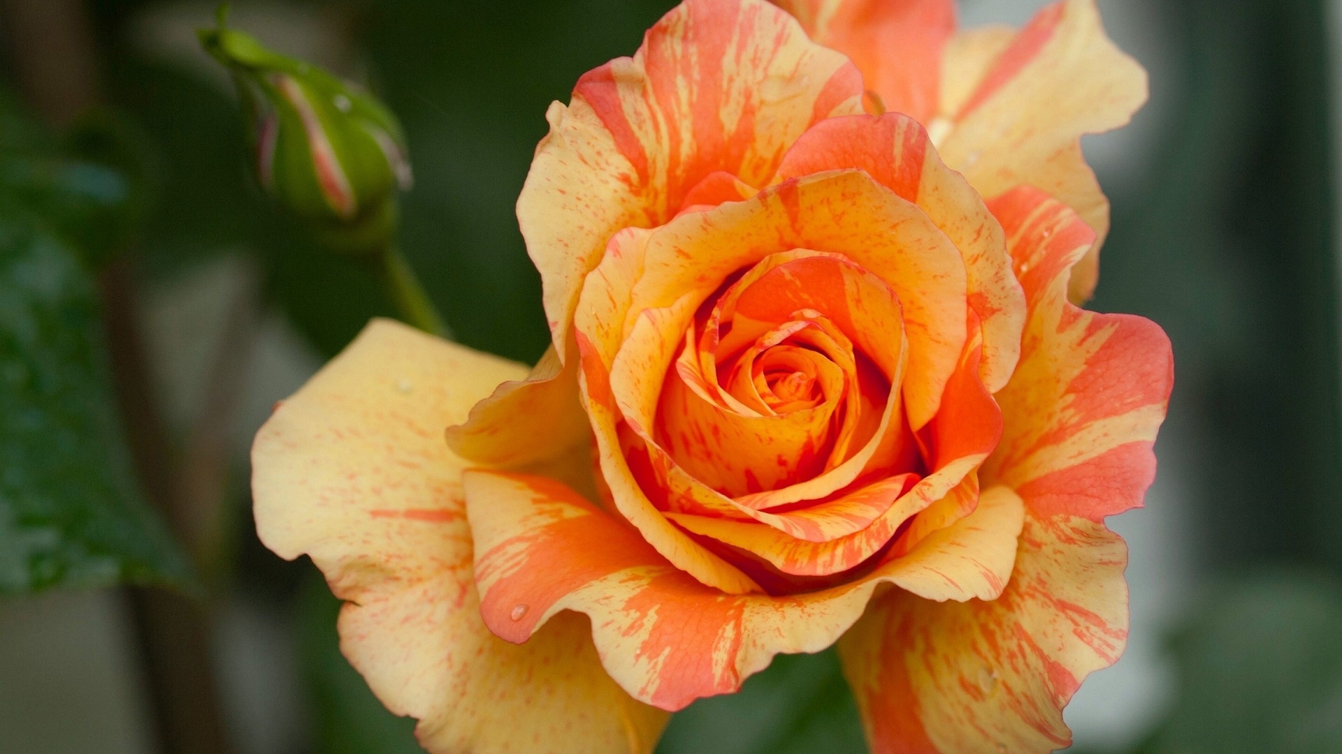 Оранжевая красивая роза с бутоном крупным планом