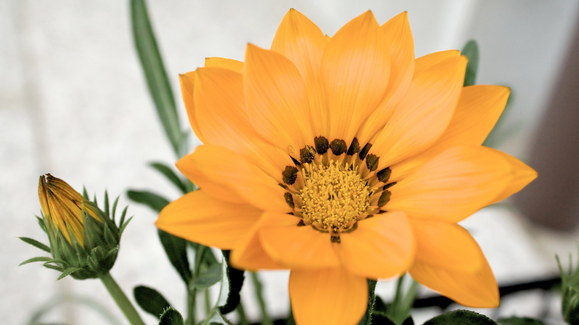 Оранжевый цветок газания с бутоном