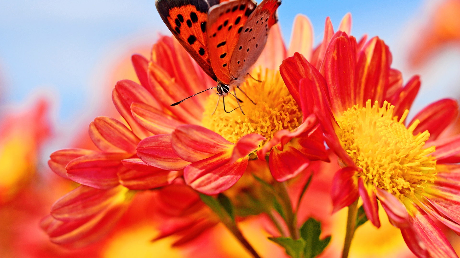 Оранжевые цветы георгина с бабочкой