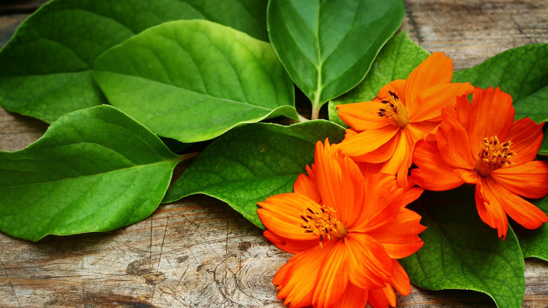 Оранжевые цветы с большими зелеными листьями