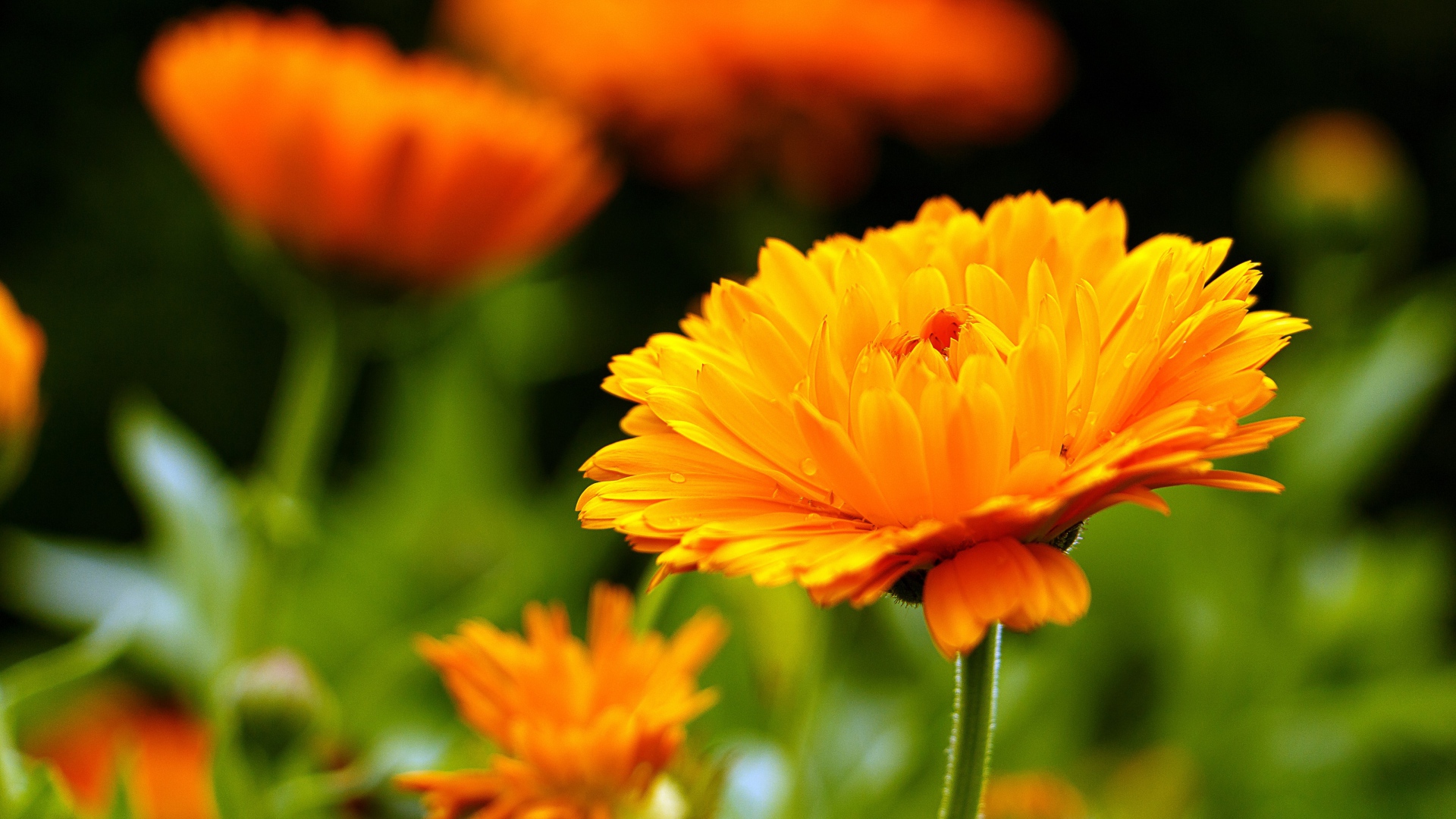 Оранжевый цветок герберы крупным планом