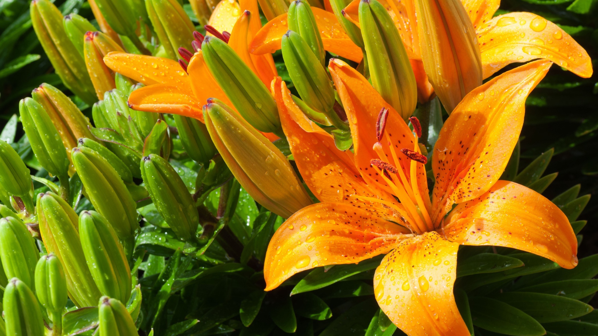 Оранжевые лилии с бутонами в каплях воды