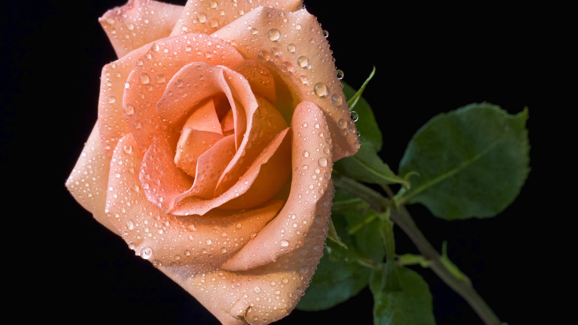 Оранжевый цветок розы в каплях росы на черном фоне