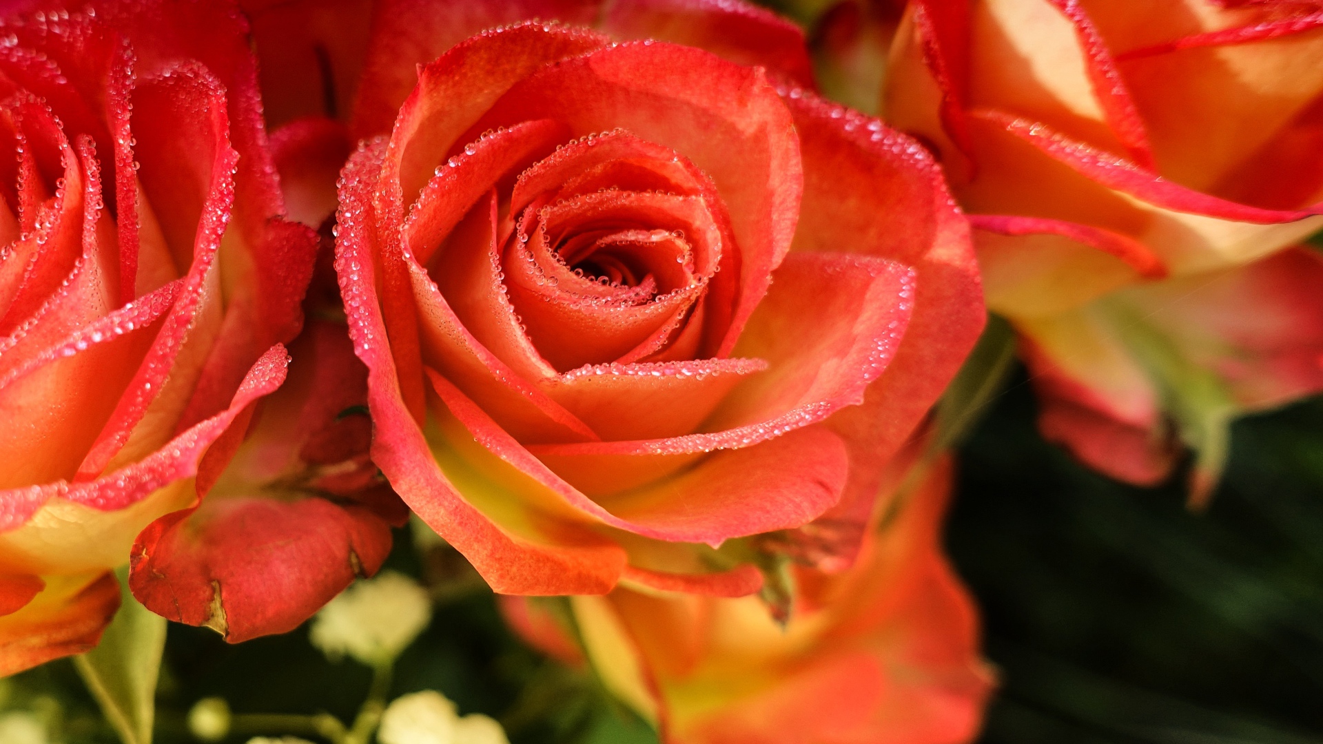 Orange roses with dew on petals close-up