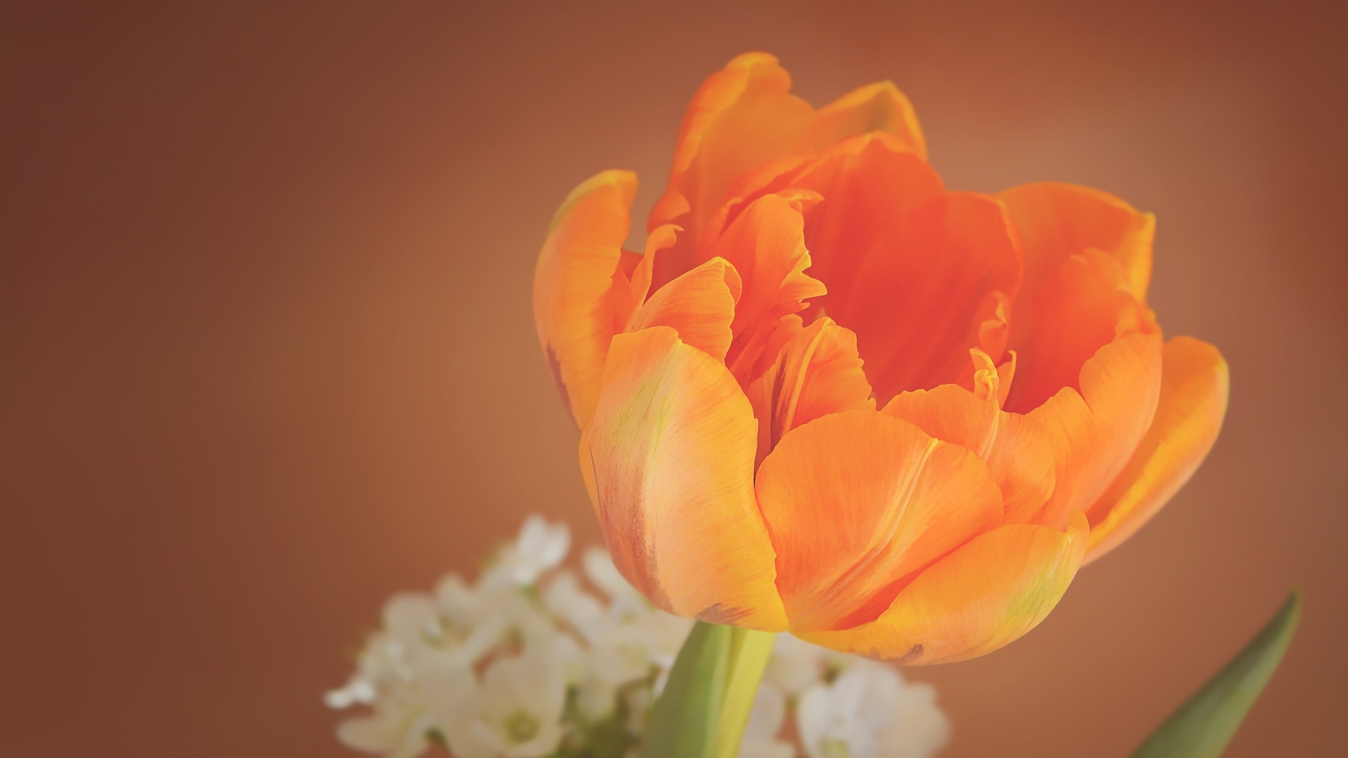 Оранжевый тюльпан крупным планом