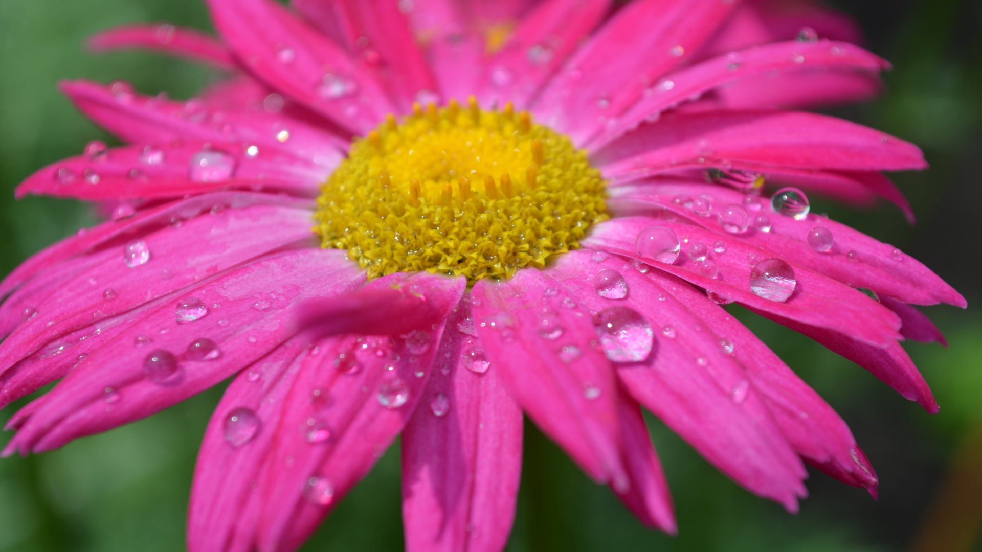 Розовый цветок эхинацеи в каплях дождя