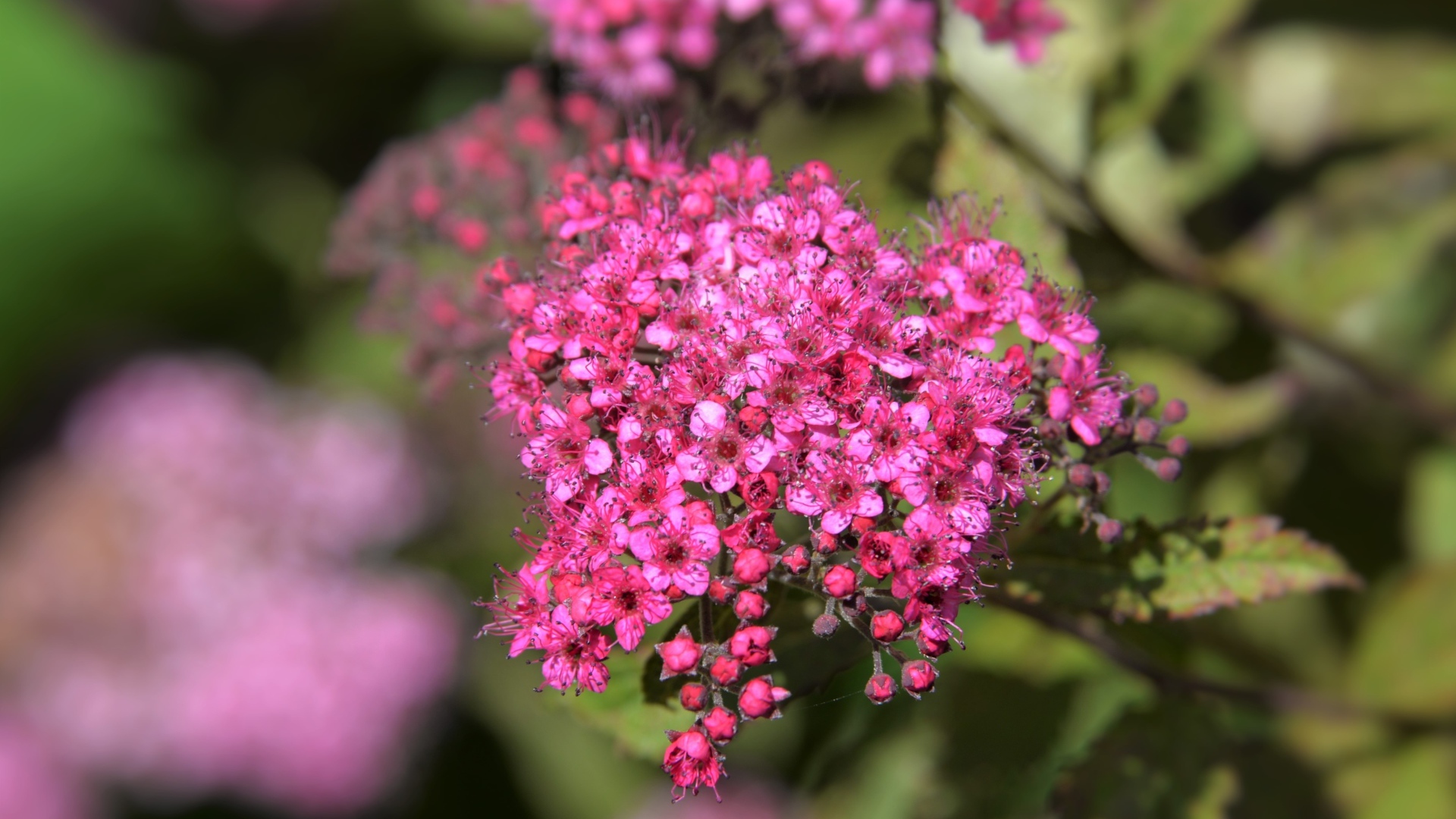 Розовые цветы спирея японская вблизи