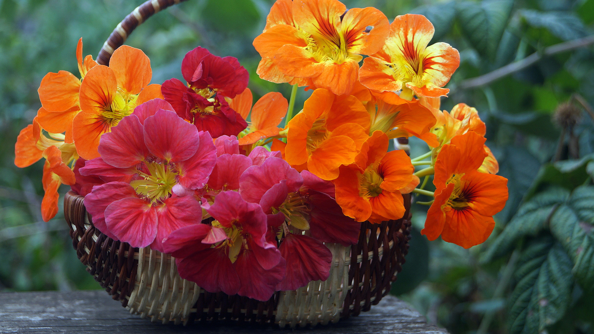 Розовые и оранжевые цветы настурция в корзине