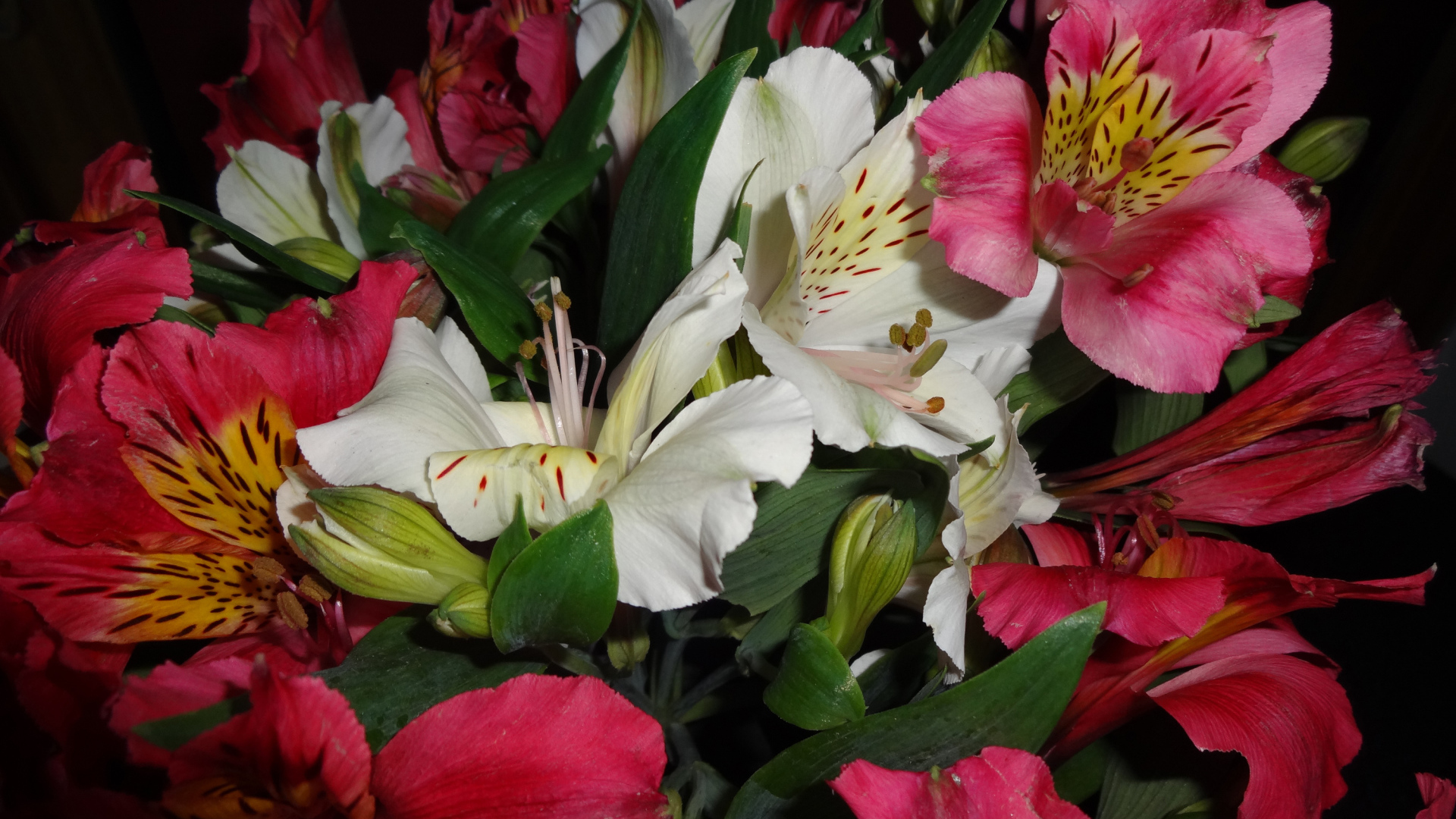 Розовые и белые цветы альстромерия крупным планом