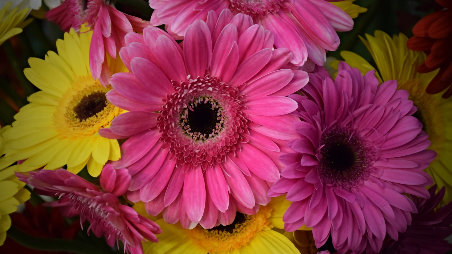 Розовые и желтые герберы крупным планом