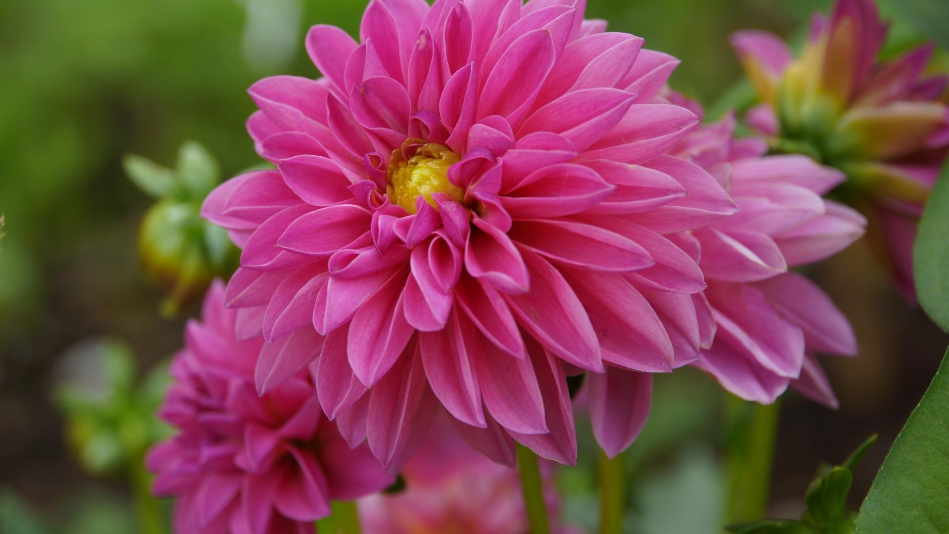Розовые красивые цветы георгина крупным планом