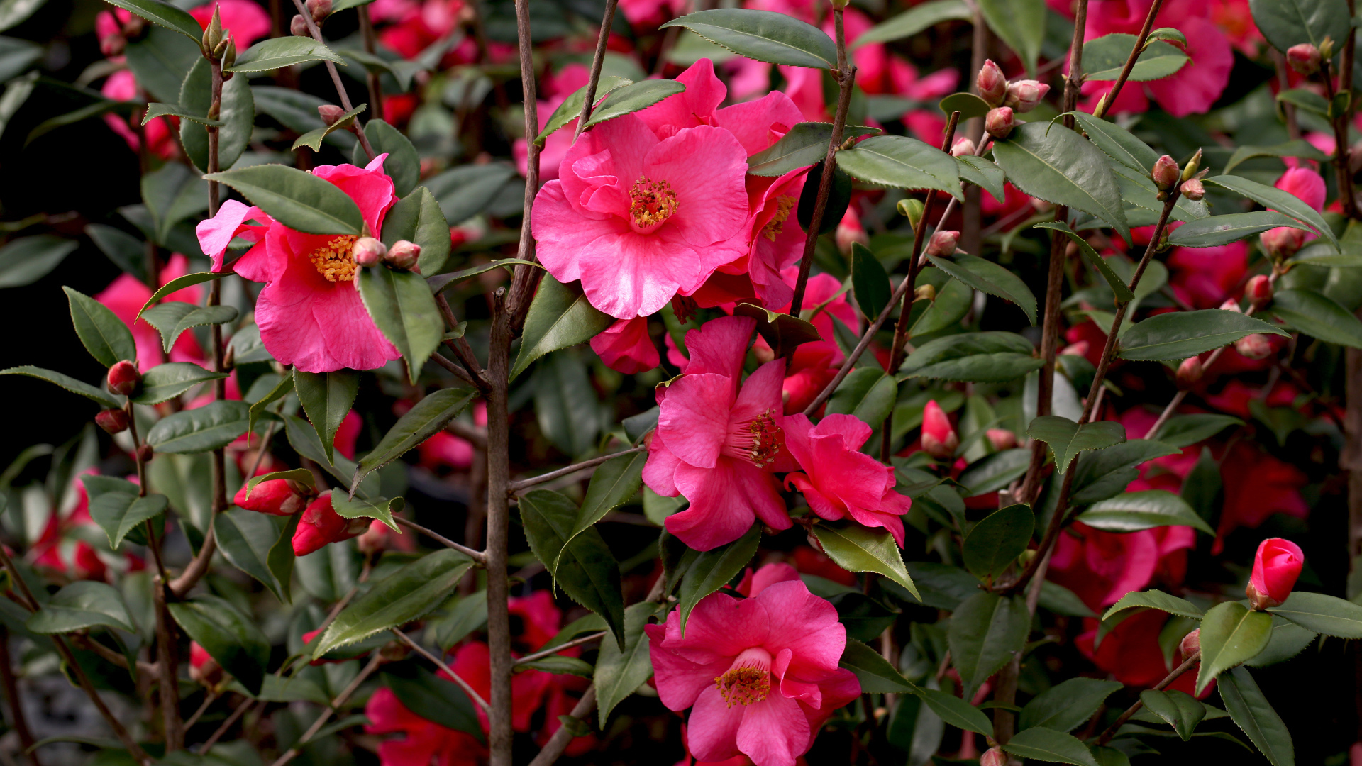 Розовые цветы камелии на ветке