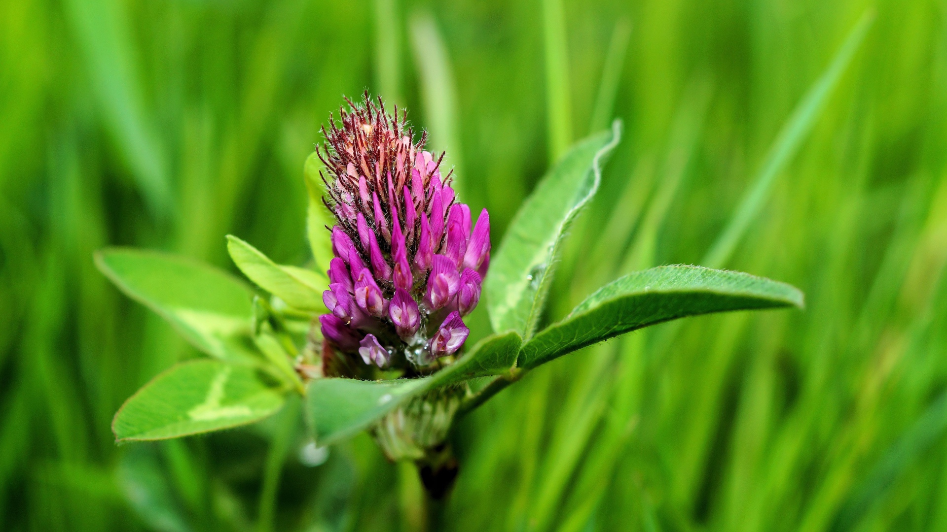 Розовый цветок клевера крупным планом