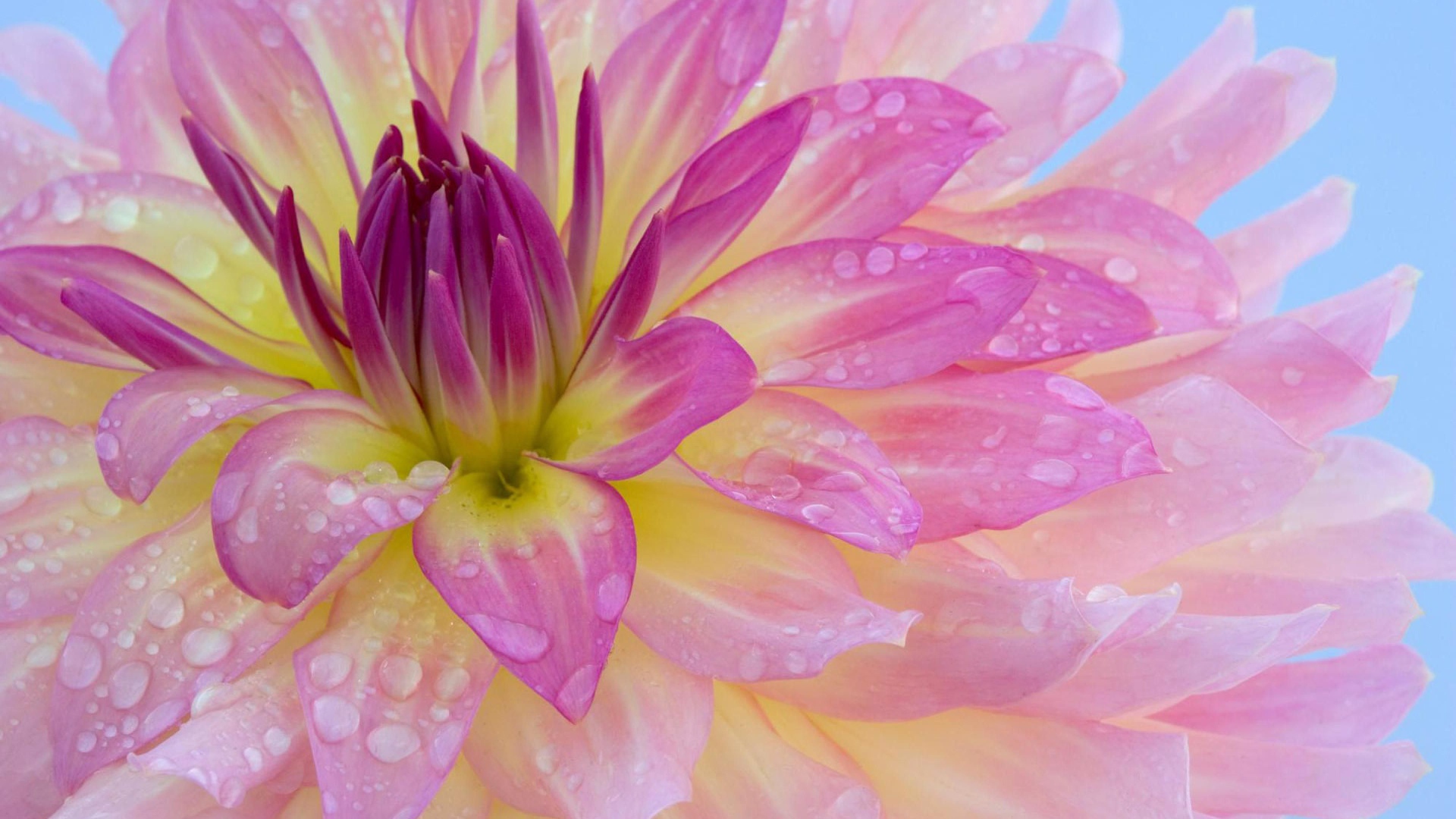 Розовая георгина с каплями воды на лепестках крупным планом