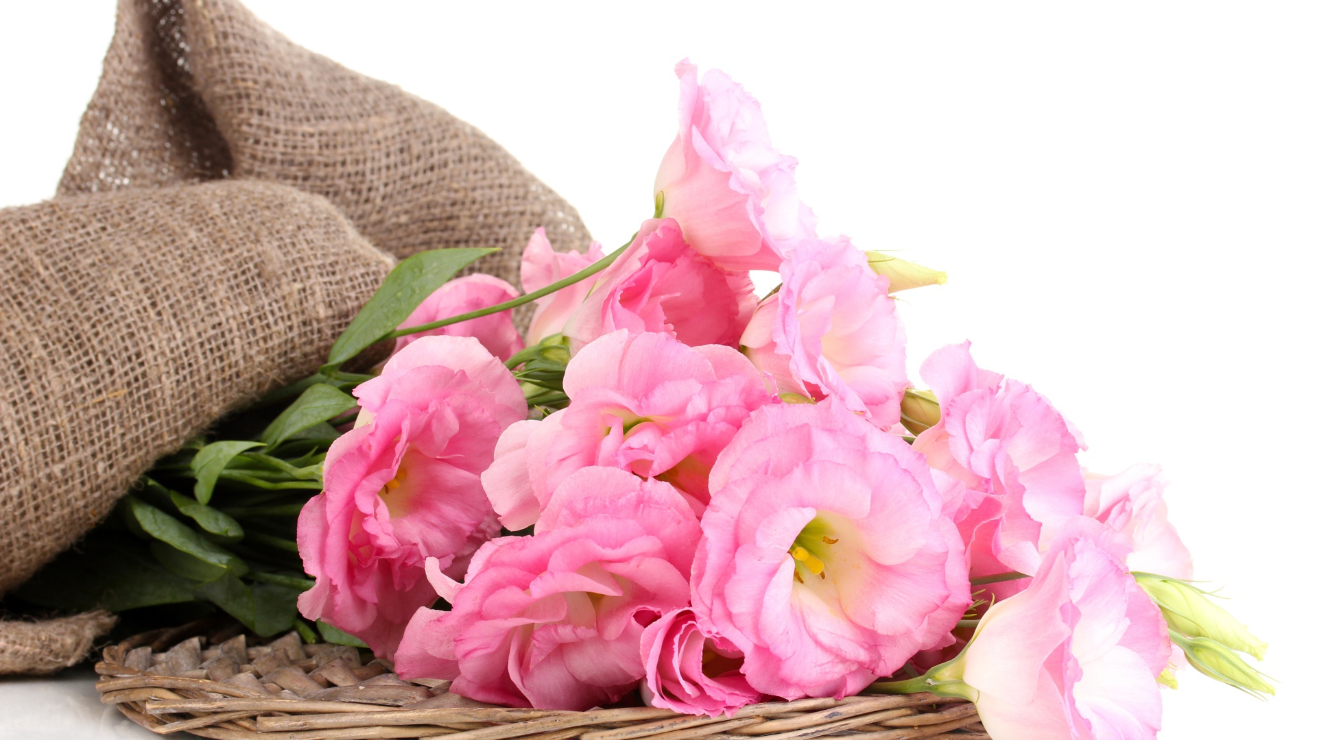 Розовые цветы эустома на белом фоне