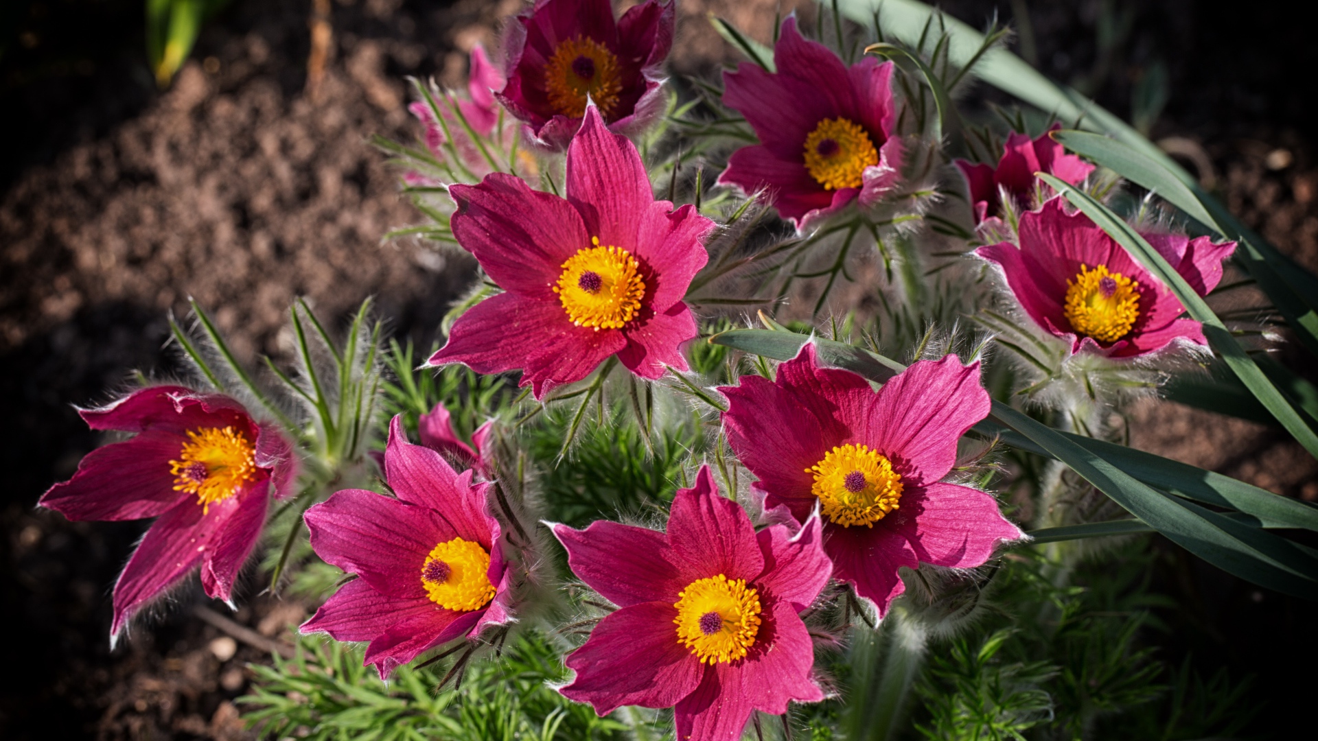 Розовые цветы прострел, вид сверху