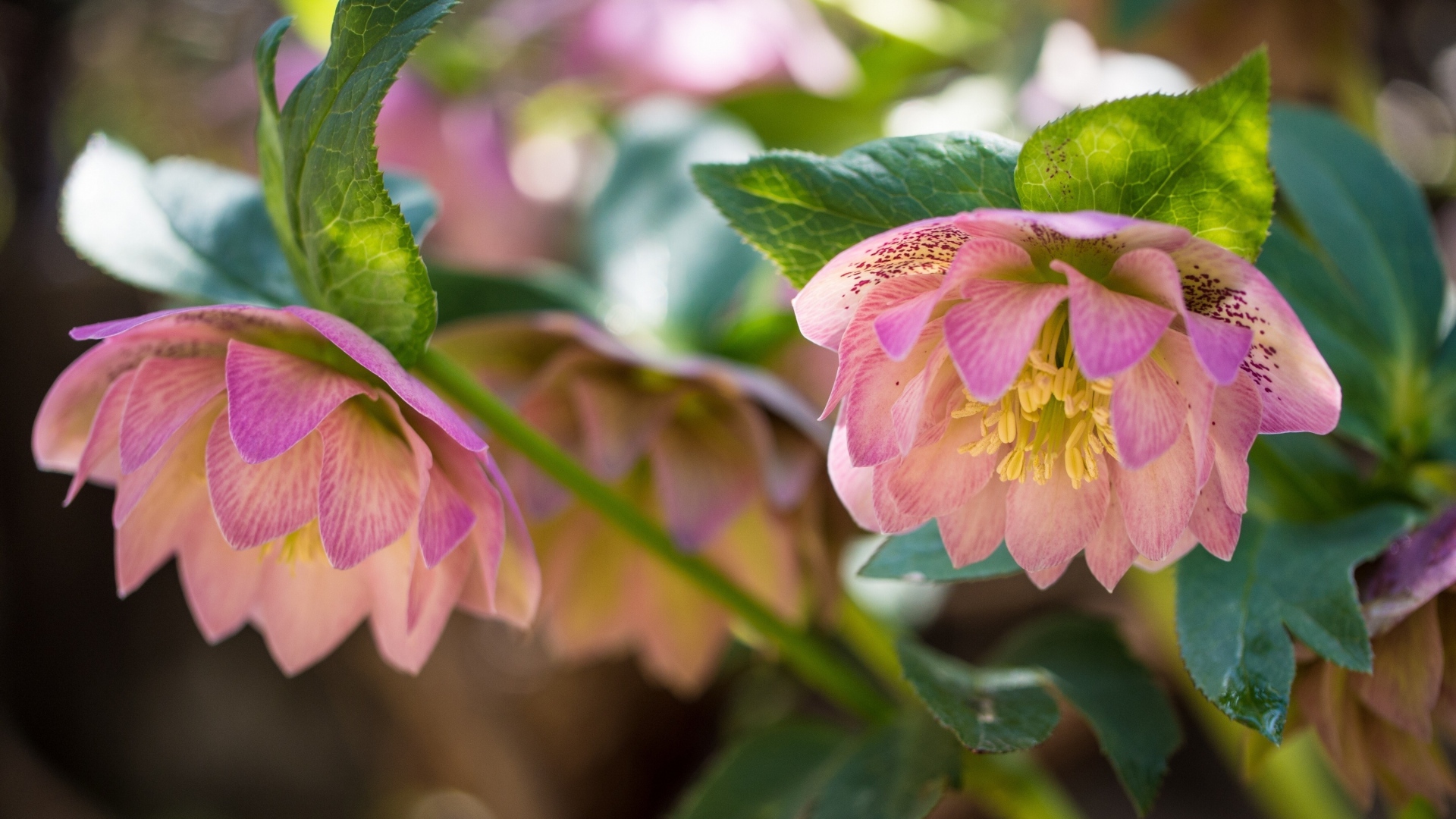 Розовые цветы морозника вблизи