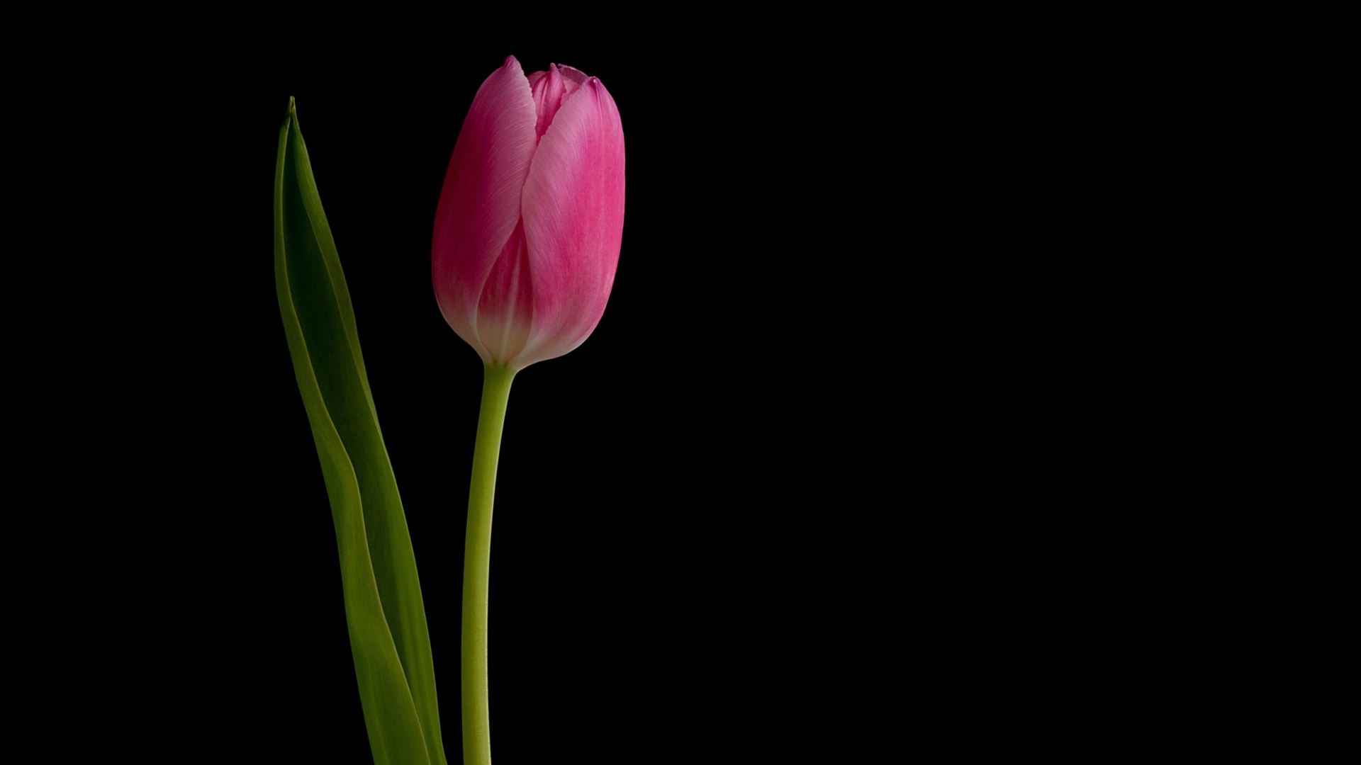 Розовый нежный тюльпан на черном фоне