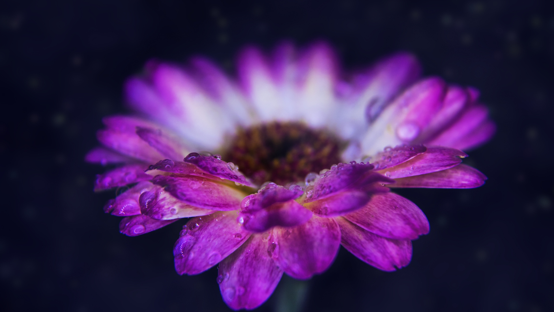 Розовый цветок герберы с каплями росы на лепестках 