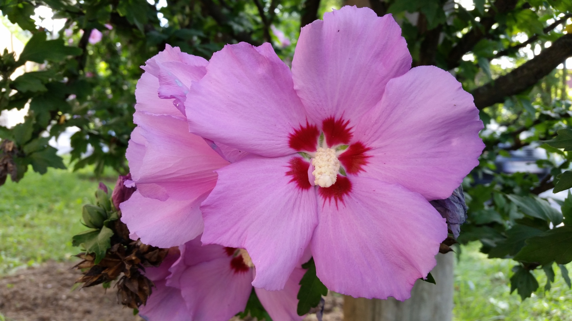 Розовые цветы гибискуса крупным планом