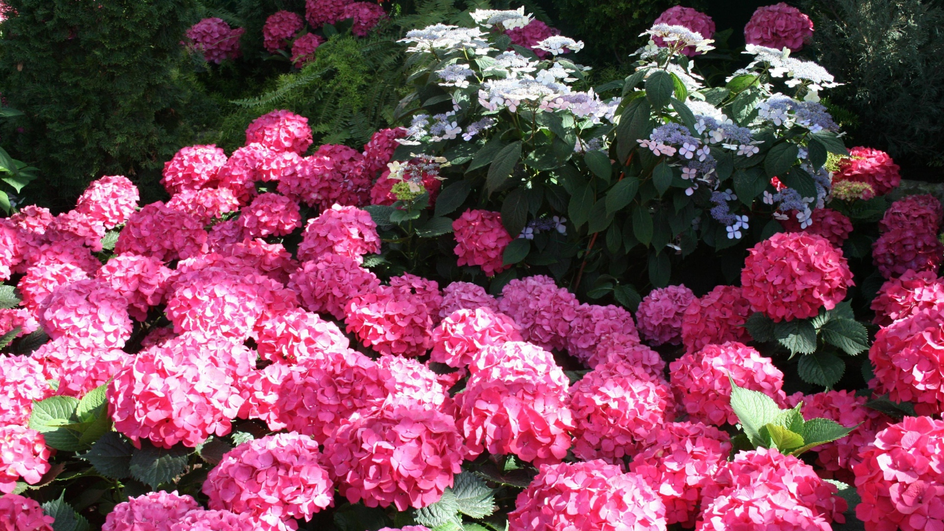 Розовые цветы гортензии в лучах солнца