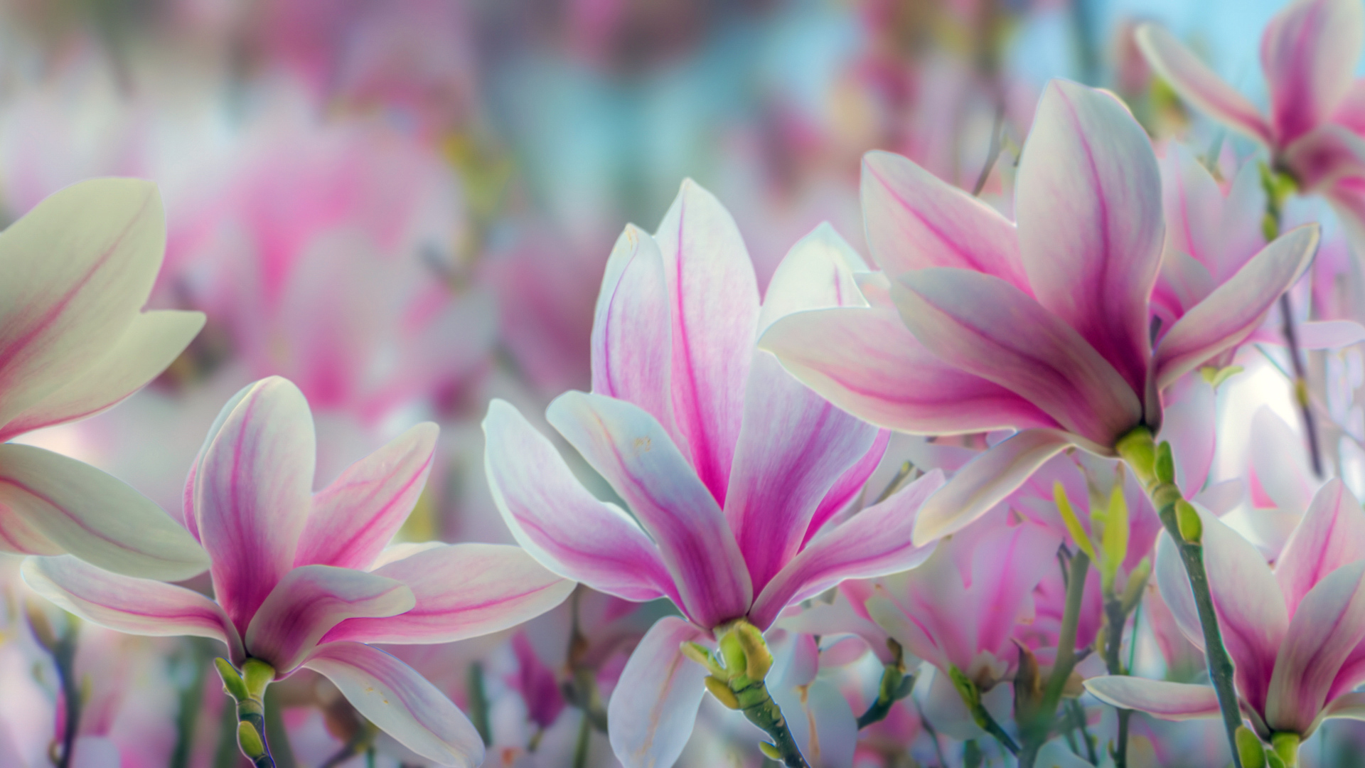 Розовые цветы магнолии крупным планом