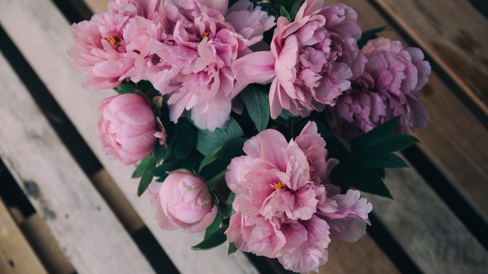 Розовые цветы пиона на деревянной лавке 