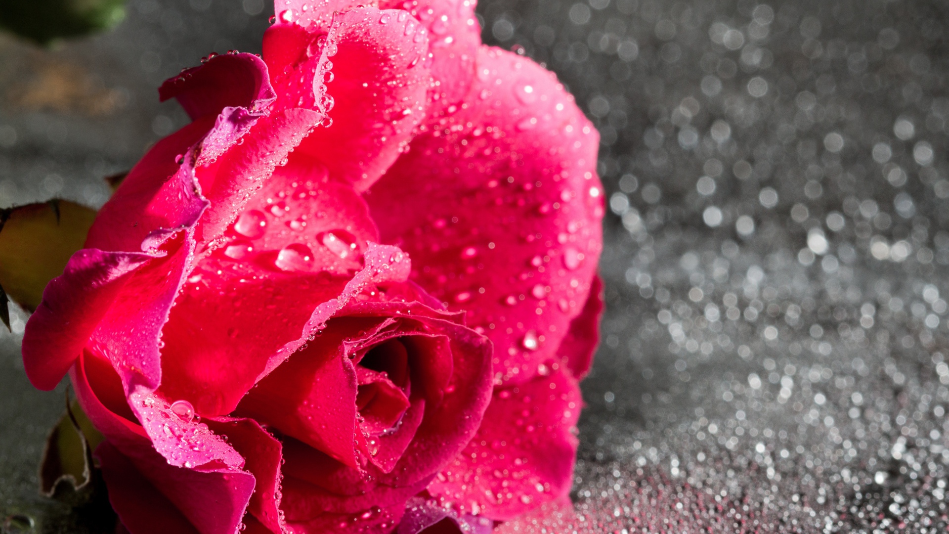 Розовая роза в каплях воды на сером фоне