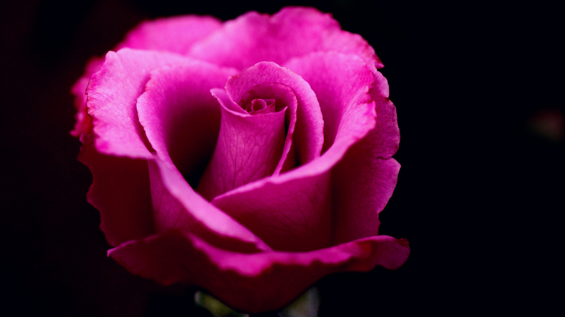 Розовая роза на черном фоне крупным планом