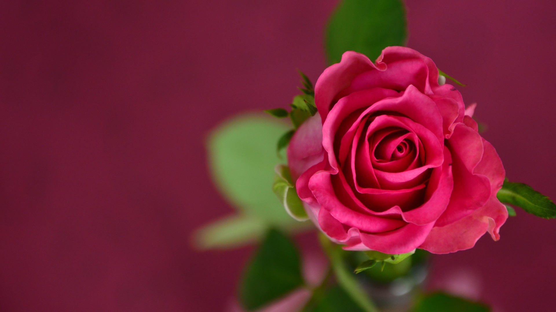 Розовая роза на розовом фоне